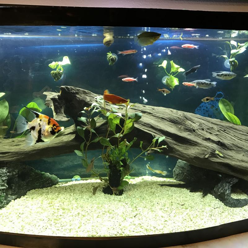 Top 10 Mistakes New Aquarium Hobbyists Make