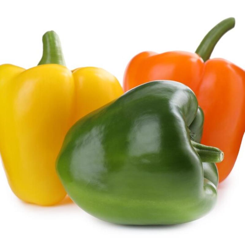Capsicum