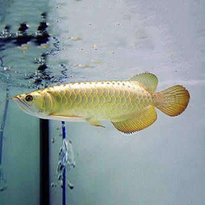 IMPORTED AROWANA