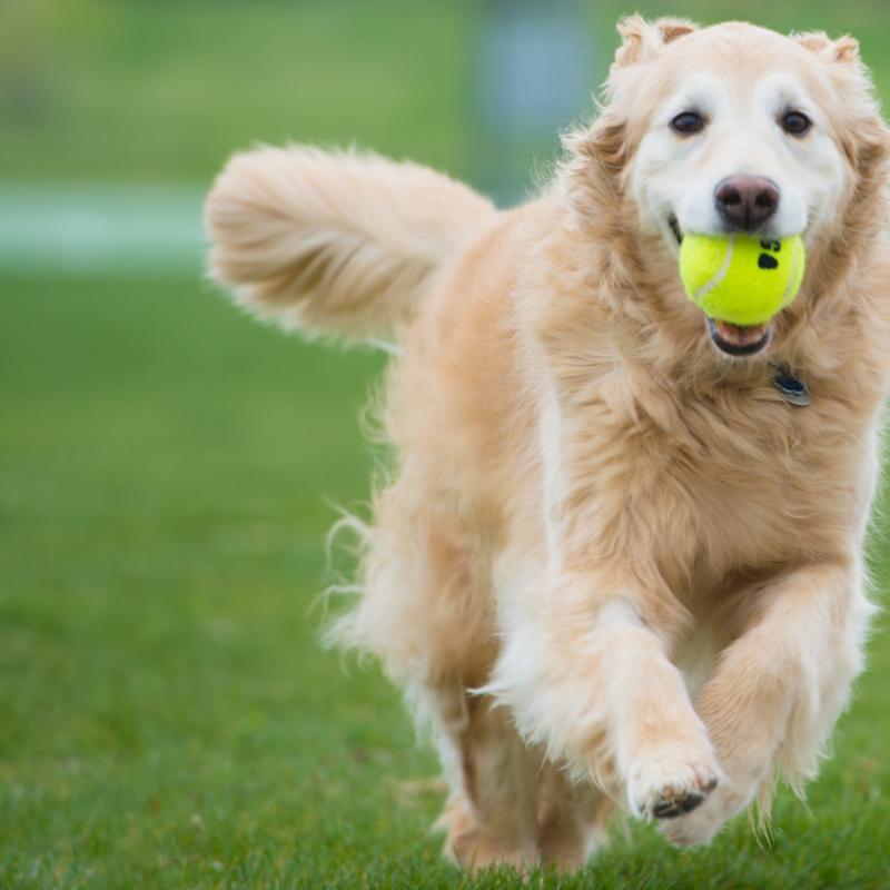 Essential Tips for New Pet Owners: What You Need to Know