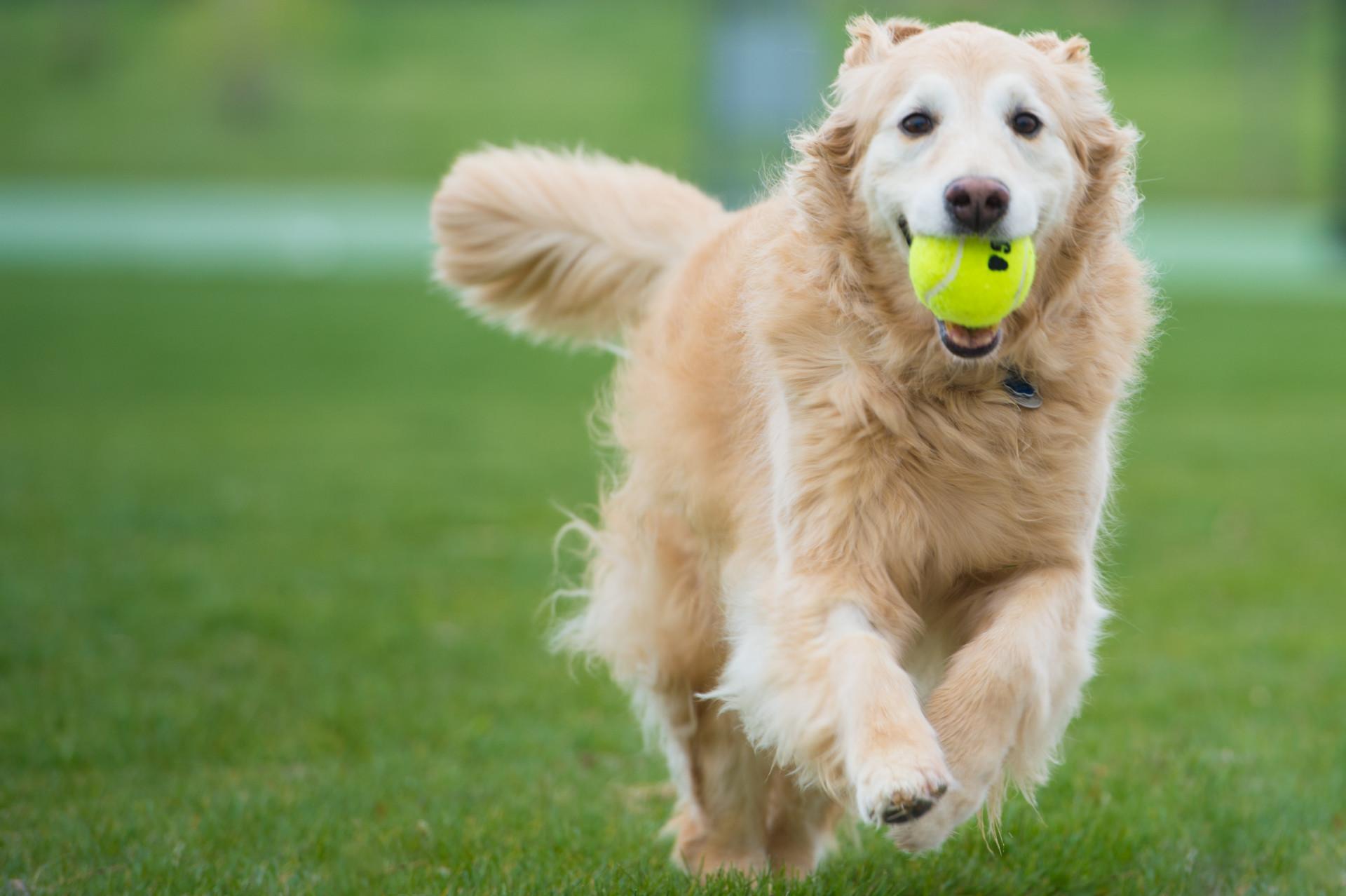 Essential Tips for New Pet Owners: What You Need to Know